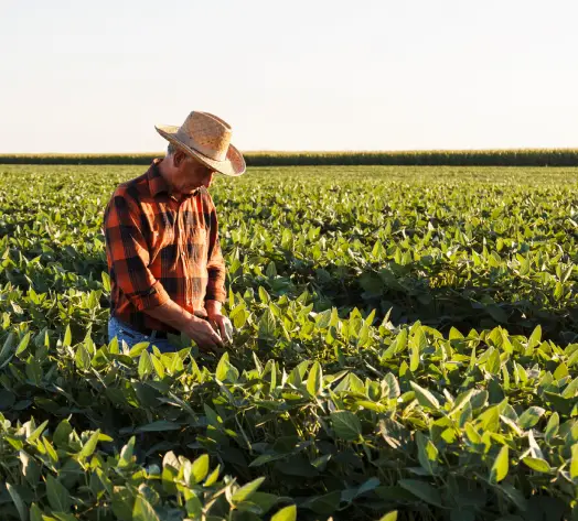 Crop Coverage for Agribusiness Farmer checking crops in field