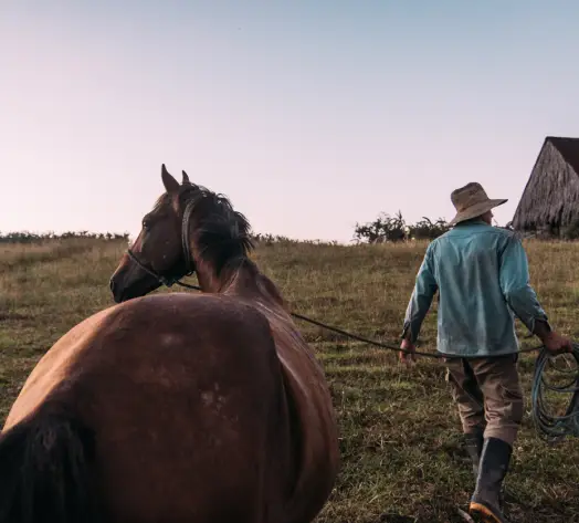 Protect Your Horse, Protect Yourself Rider leading horse through pasture
