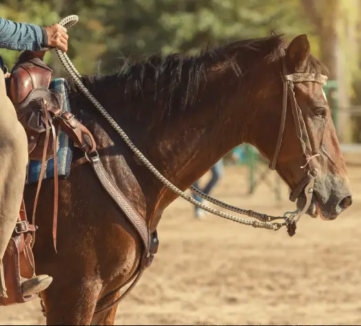 Tailored Equine Coverage in Oklahoma Horse rider holding reins on ranch